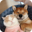 萌趣猫狗翻译器(免费猫狗语言翻译器) v1.2.8 安卓手机版