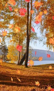 3D秋天枫叶动态壁纸