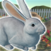 兔子朋友