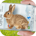 BunnyInPhoneCutejoke(手机屏幕养兔子软件下载)