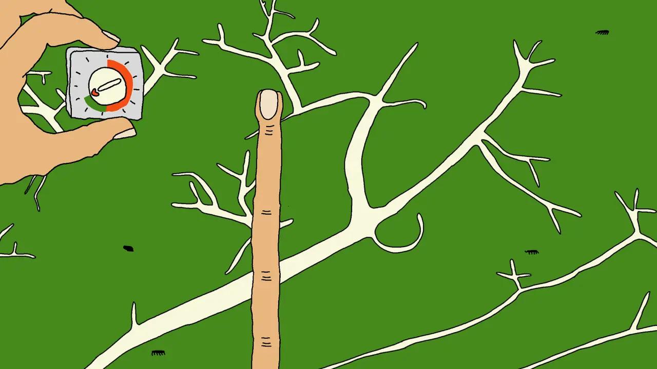 越南料理 越南料理