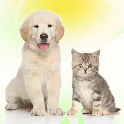 免费猫狗动物翻译器