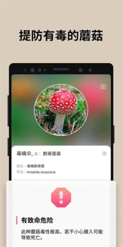 蘑菇识别