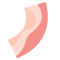 培根Bacon官方正版