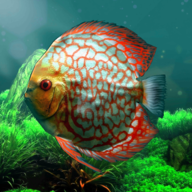 热带鱼水族馆(discus)