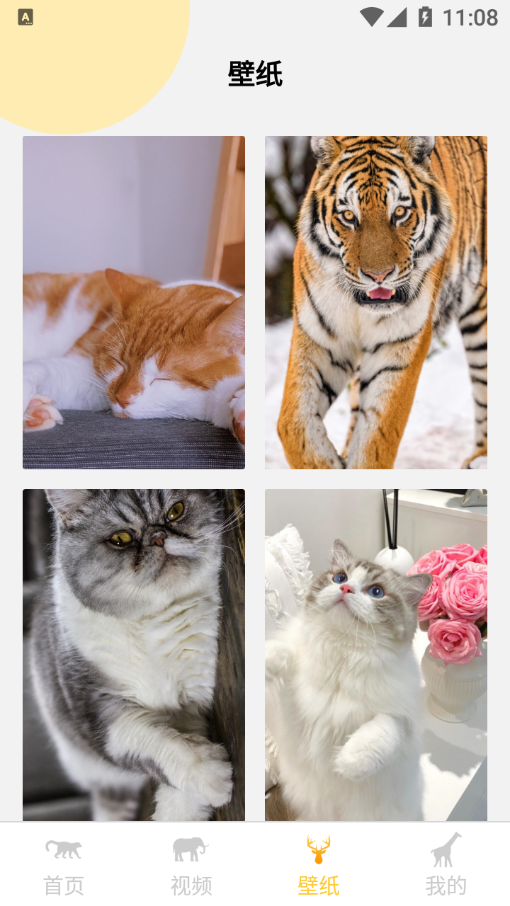 可爱动物壁纸大全