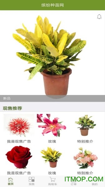 缤纷种苗 缤纷种苗