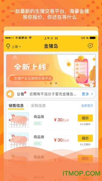金猪