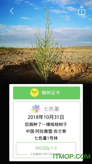 七色堇