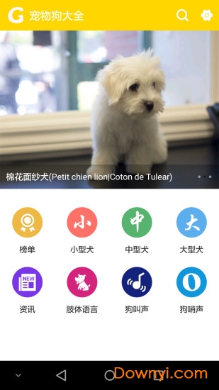 宠物狗大全