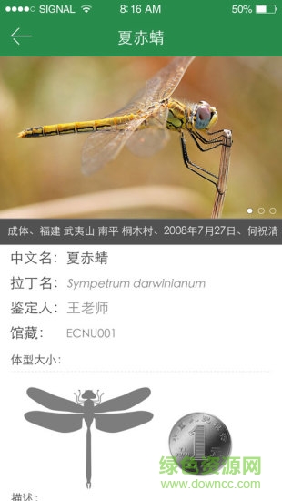 上海昆虫