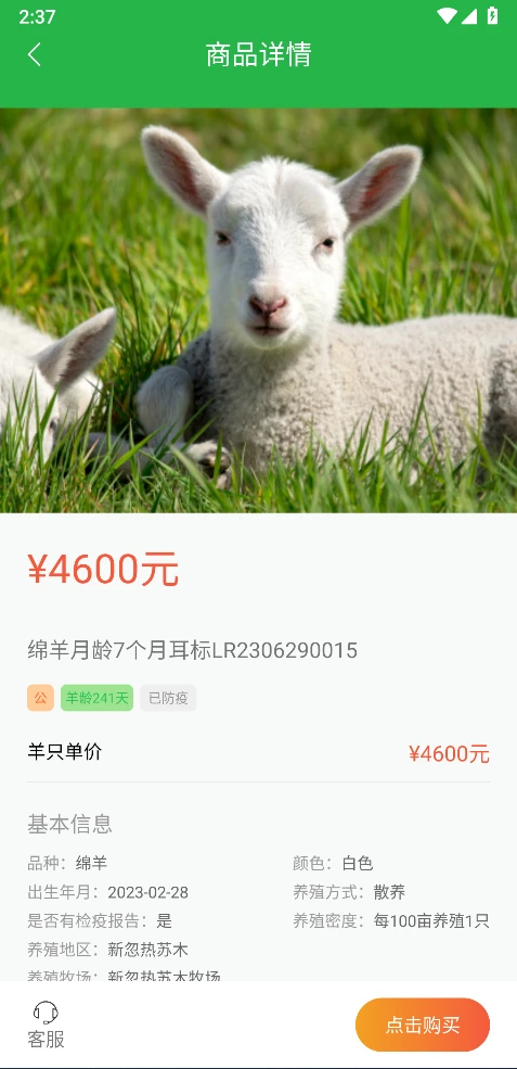 我在草原有只羊