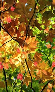 3D秋天枫叶动态壁纸