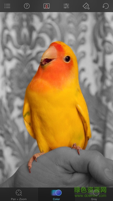 Color Splash Photo