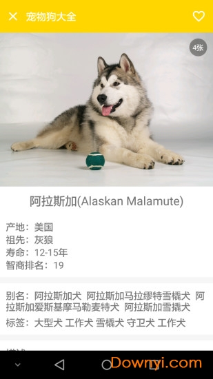 宠物狗大全