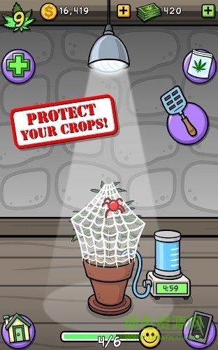 Pot Farm: Grass Roots
