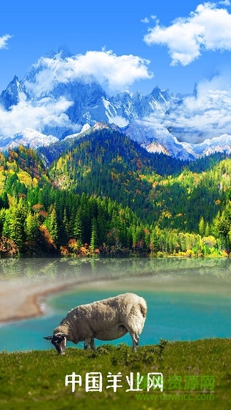 羊业网 羊业网