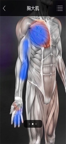 肌肉激痛点图谱