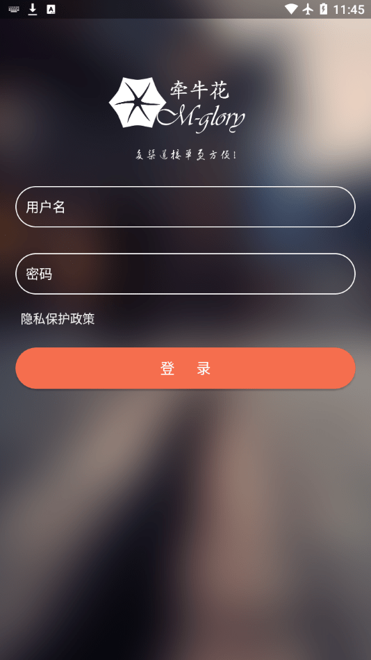牵牛花