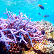 我们热爱的海洋游戏(Blue for life)