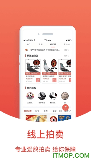 赛鸽头条搜鸽天下